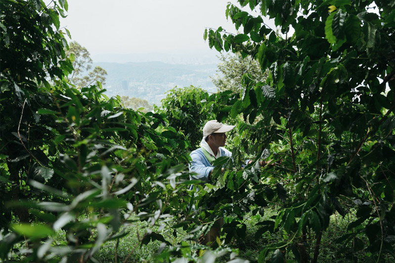 侯奕瑋說台灣確實是寶島，咖啡種在哪都可以活，但品質好壞則必須仰賴土壤。有趣的是，當初二舅並非咖啡栽種專業，卻從2003年一路種了幾十年咖啡，且品質都很不錯，因此他深信這塊土地的潛力價值