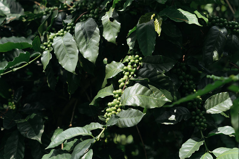 結實壘壘的咖啡豆還在等待熟成的季節。