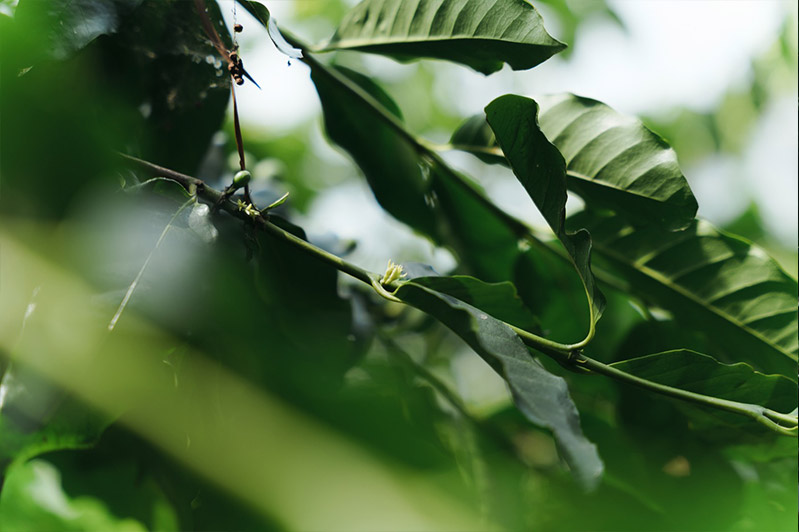 咖啡樹正在花芽期，必須經過開花才會結果；侯奕瑋說植物有「逆境開花」的天性，一旦遭遇到危機感為了延續生命，便會長出花芽傳宗接代，因此如果咖啡樹太過安逸舒適，就不會開花結果了。