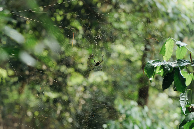 土地上面的生物有各自的食物鏈，因此侯奕瑋刻意保留蜘蛛等部份昆蟲造就園區裡的生態平衡。