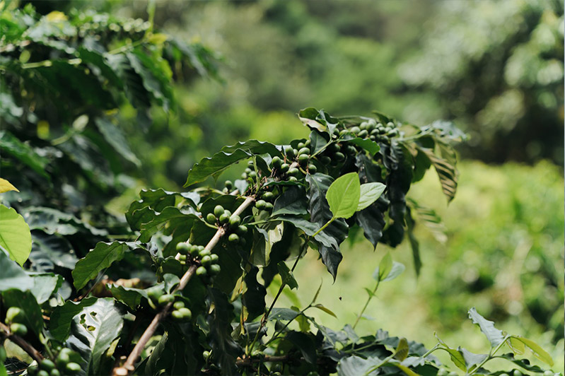 在安山岩土地上孕育生長的大屯火山咖啡。