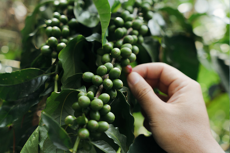 咖啡果實成熟時會呈現紅色，採收時輕輕一轉即可摘下。